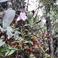 Strobilanthes sexennis var. glaberrima J.R.I.Wood